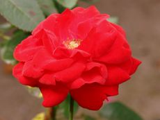 Rose_0178.jpg